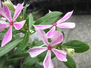 �r���J�@�ĕ�