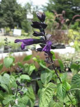 �T���r�A�@�t�F�j�b�N�X�p�[�v��