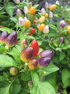 �ܐF�g�E�K���V