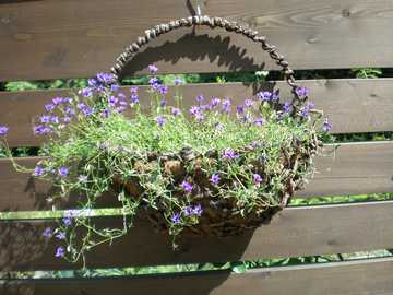 ���m�v�V�X