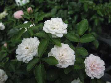 �~�j�o���@�O���[���A�C�X