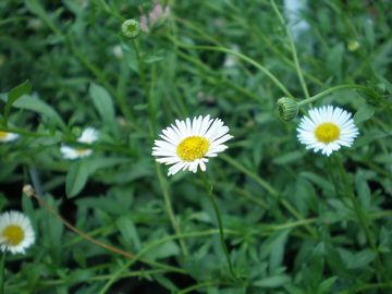 �G���Q����