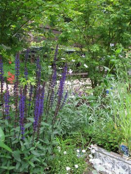 �J���h���i