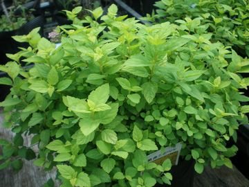 �V���c�P�@���C���}�E���g