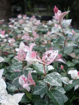 ���Ⴉ����