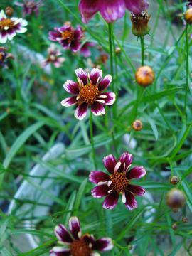 �R���I�v�V�X