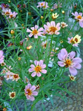 �R���I�v�V�X