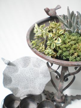 �o�[�h�o�X