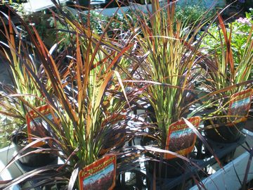 �p�[�v���t�@�E���e���O���X