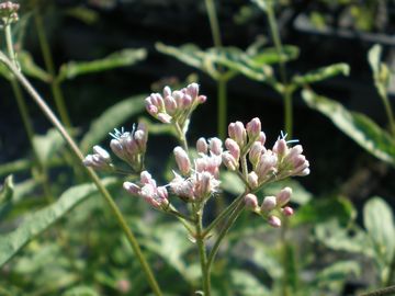 ������t�W�o�J�}