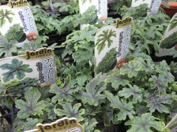 �e�B�A���A