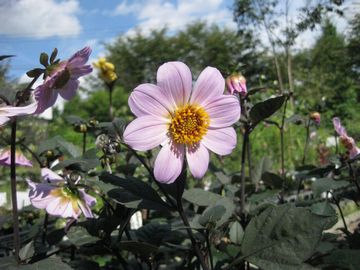 ���t�_���A