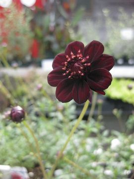 �`���R���[�g�R�X���X