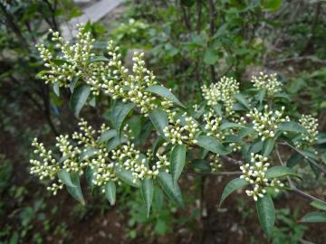 �V���o�C�@�J�ԑO