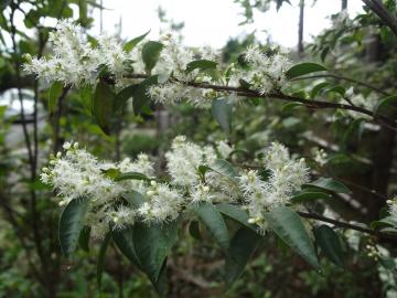 �V���o�C�@�J��