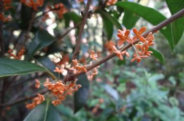 �L�����N�Z�C