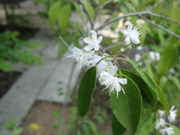 �n�C�m�L�@��