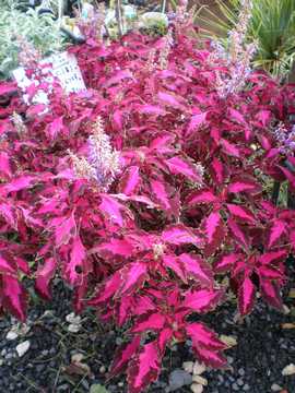 �R���E�X�@�����f�u�[