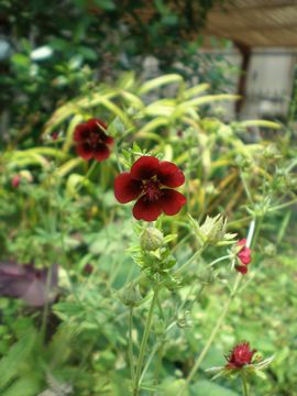 �|�e���e�B���@���i�[�N�X�x���x�b�g