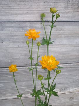 �g�����E�X