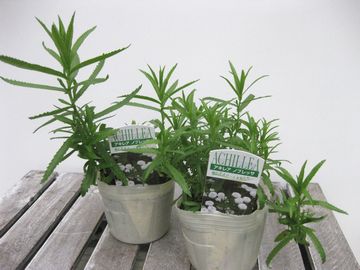 �A�L���A�@�m�u���b�T