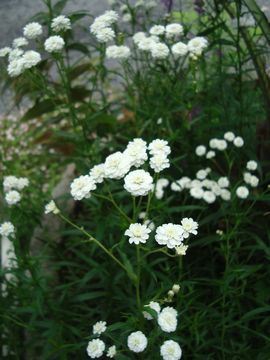 �A�L���A�@�m�u���b�T