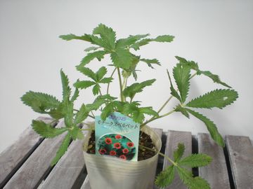 �|�e���e�B���@���i�[�N�X�x���x�b�g