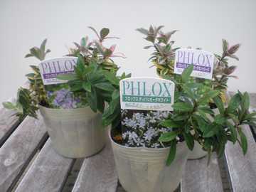 �h���t���b�N�X