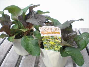 ���V�}�L�A�@�t�@�C�A�[�N���b�J�[