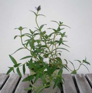 �l�y�^�@�l���{�[�T