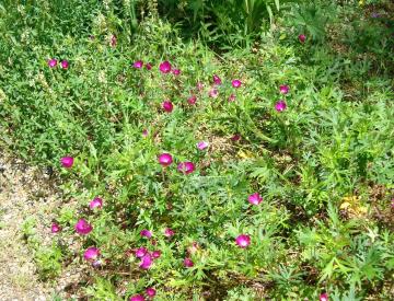 �|�s�[�}���[