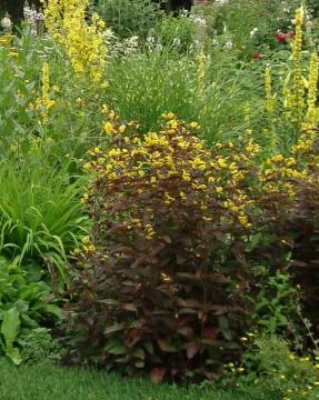 ���V�}�L�A�@�t�@�C�A�[�N���b�J�[