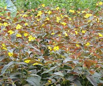 ���V�}�L�A�@�t�@�C�A�[�N���b�J�[ ��