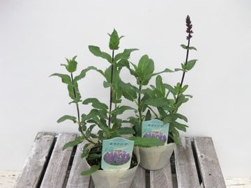 �T���r�A�@�J���h���i