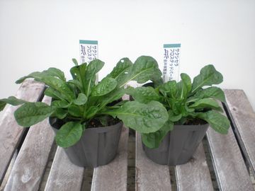 �T�N�V�Z��