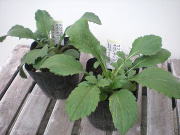 �Z�t�@�����A�@�M�K���e�B�A