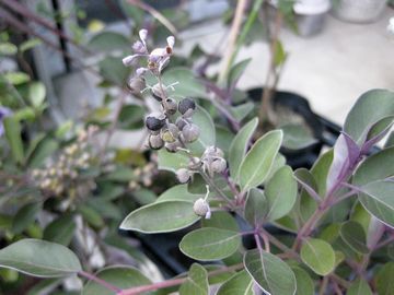 ���B�e�b�N�X