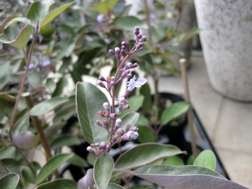 ���B�e�b�N�X