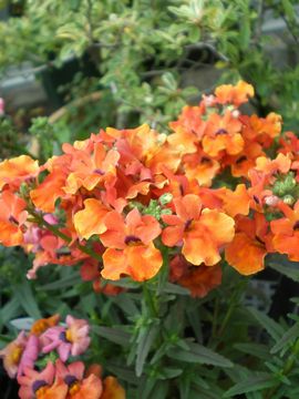 �l���V�A�@�C���v���V�A