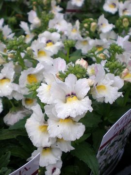 �l���V�A�@�C���v���V�A