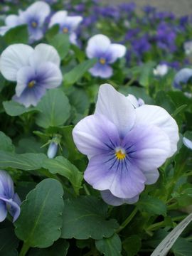 �N���A���C�g�u���[