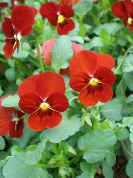 �X�J�[���b�g