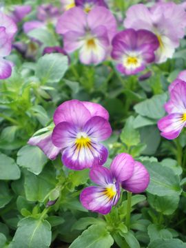 ���x���_�[�A���e�B�[�N