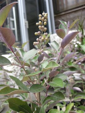 ���B�e�b�N�X