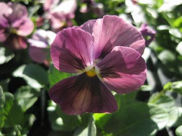 �Ȃ��݂�����