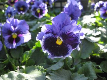 �t���Y���V�Y���@�u���[