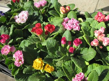 �v�������@�o���炫