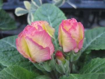 �v�������@�o���炫