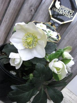 �W���V���A