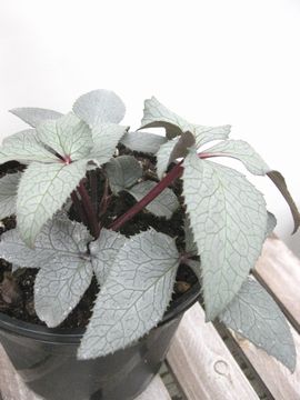 �V���o�[�i�C�t